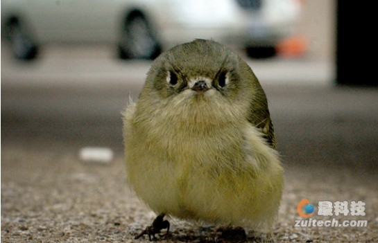 购物狂的理财管家应用：Birdy1