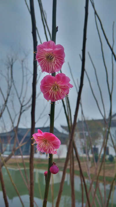 小米手机3怎么样3