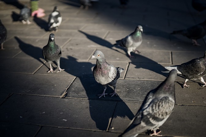 索尼50mm F1.4 ZA SSM使用体验6