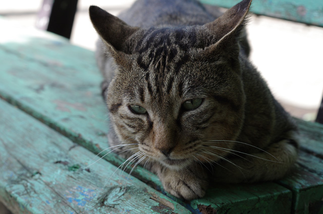 宾得DA 50mm f/1.8镜头试用8