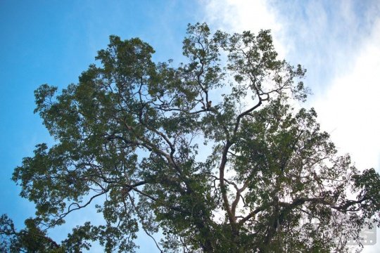 热带雨林摄影实用攻略2