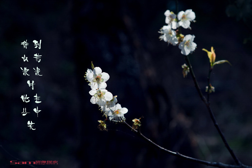 如何拍摄好梅花？2