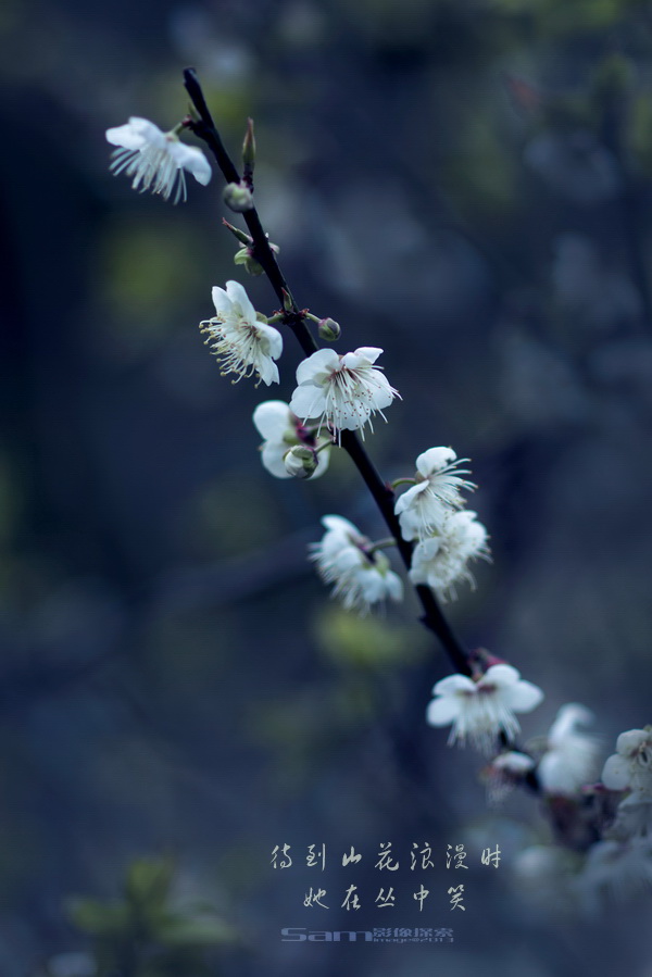 如何拍摄好梅花？8