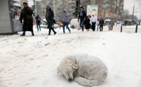 如何拍摄出漂亮的雪景2