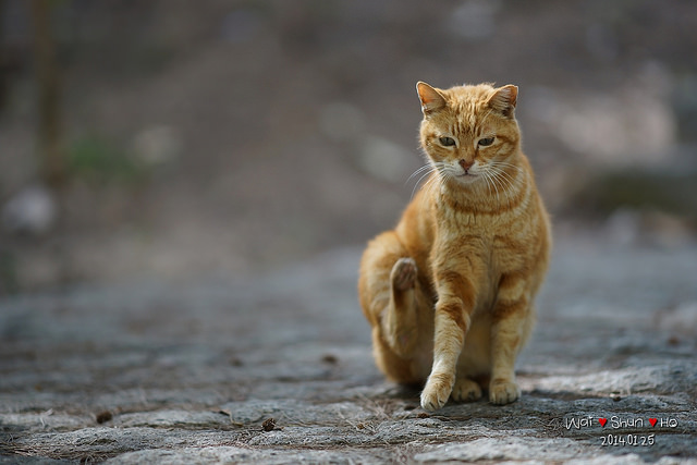 如何用好散景之王135mm4