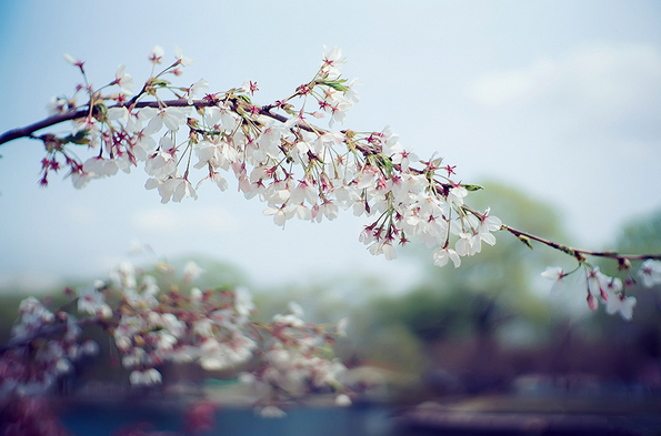 春季摄影七招巧拍树上花5