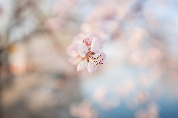 春季摄影七招巧拍树上花1