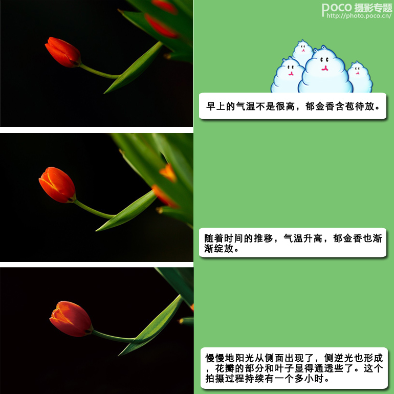 花卉拍摄全攻略27