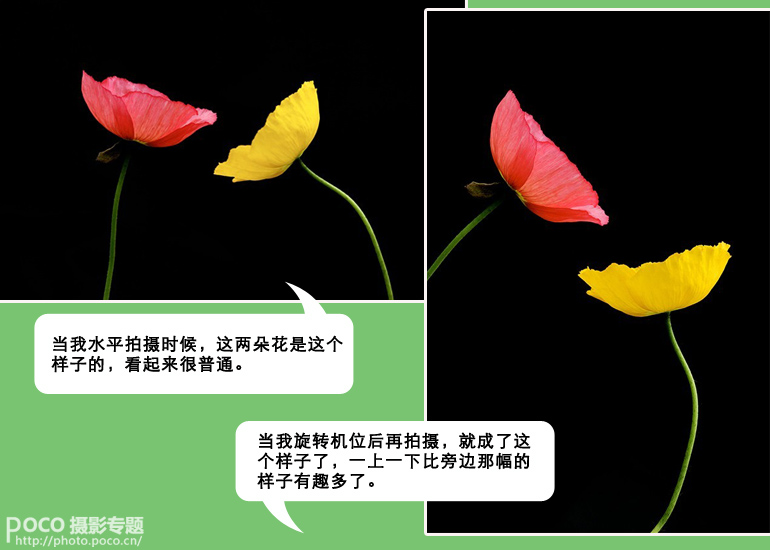 花卉拍摄全攻略19