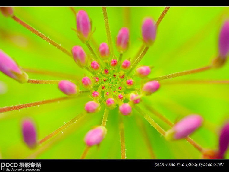 花卉拍摄全攻略13