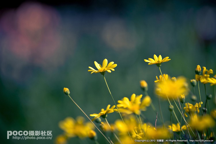 巧用自然光，拍出最美花儿10