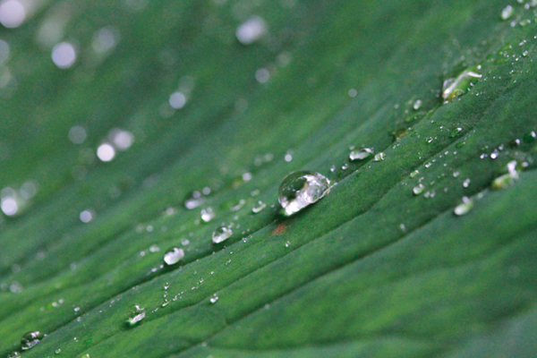 雨中即景中2