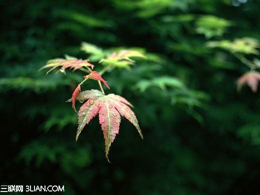 拍摄红黄秋叶的技巧3