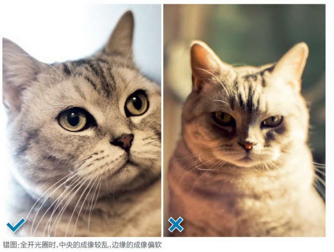 一只猫的不同写真7