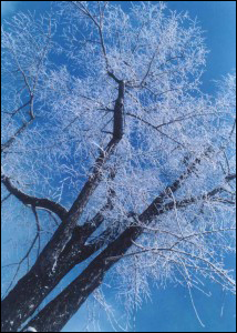 实用雪景摄影技巧5