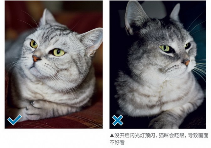 一只猫的不同写真17