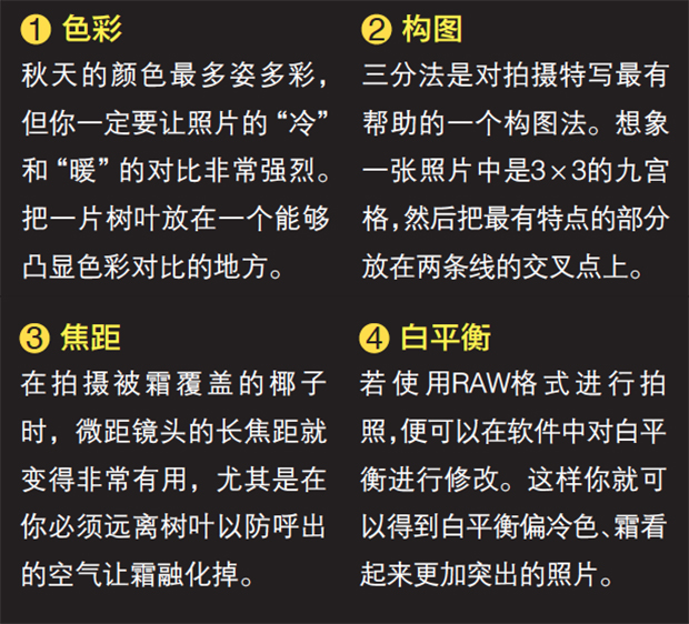 微距视角拍摄不一样的风光照3