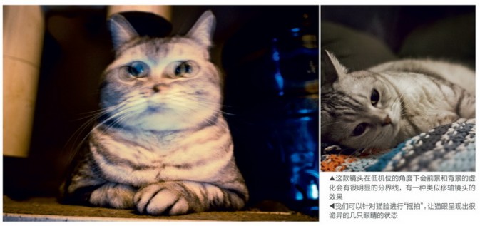 一只猫的不同写真5