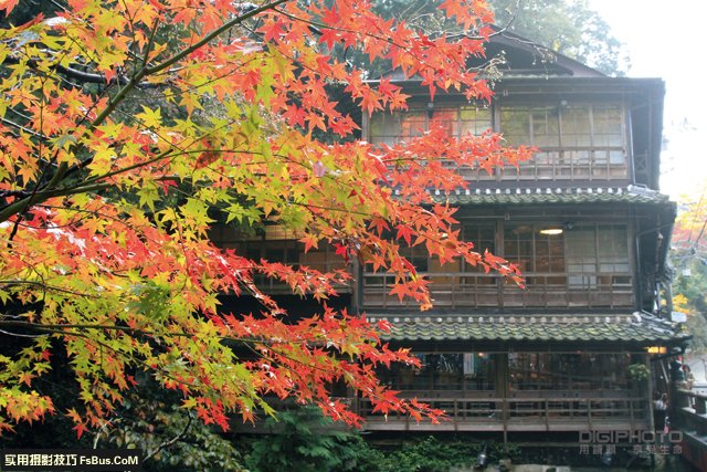 阴雨天如何拍出枫叶清新透亮的质感4