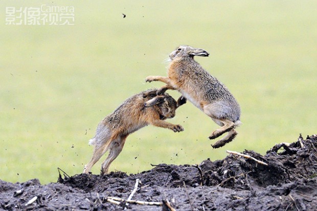 如何拍摄野兔的拳击赛1
