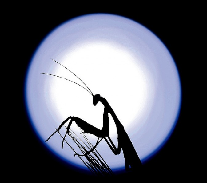 如何拍摄台灯制造的月下螳螂2