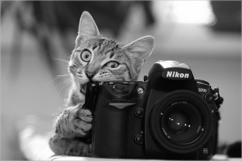 如何拍摄出专属你的动物照片10