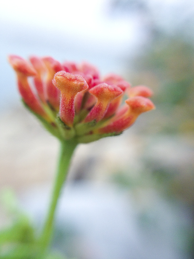 【手机摄影】如何用你的手机拍摄花卉2