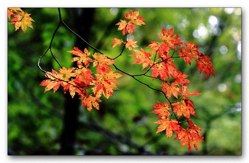 巧妙利用光线 打造秋季多层次感的红叶美景3