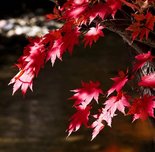 巧妙利用光线 打造秋季多层次感的红叶美景5