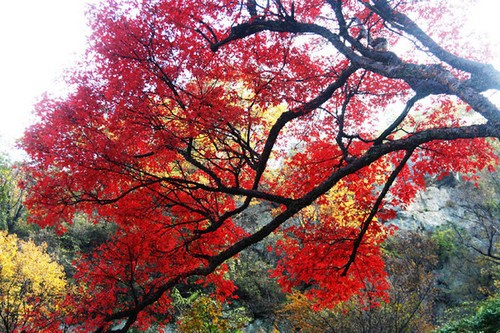 巧妙利用光线 打造秋季多层次感的红叶美景2
