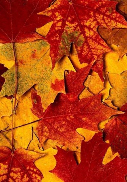 巧妙利用光线 打造秋季多层次感的红叶美景1