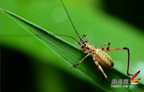 感受大自然的魅力 揭秘昆虫摄影技巧6