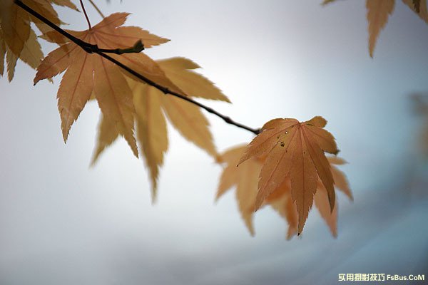 空气感枫叶，利用雨天拍出冷冽感5