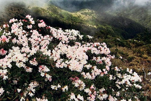 11个步拍出娇艳的高山花朵4