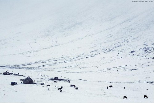 专业摄影师的绝妙9招教你如何拍雪景2