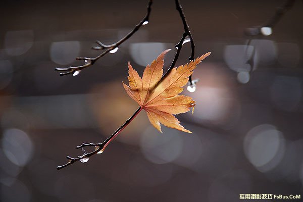 空气感枫叶，利用雨天拍出冷冽感7