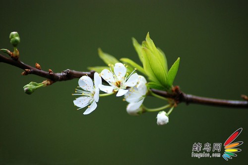 展现娇艳的魅力花卉摄影构图9