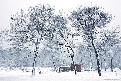 专业摄影师的绝妙9招教你如何拍雪景1