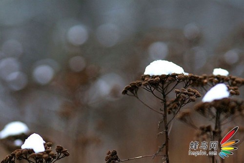 如何拍摄“雪中幻境” 雪景拍摄技巧全攻略7