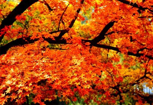 巧妙利用光线 打造秋季多层次感的红叶美景4