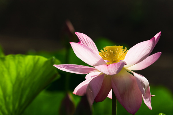 数码单反摄影宝典——花卉拍摄技巧2