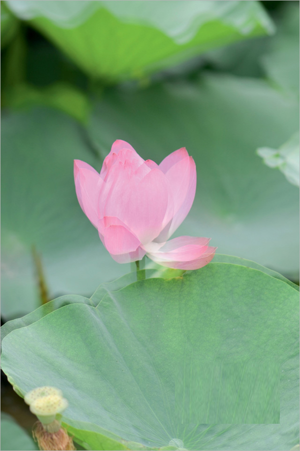 教你如何拍摄朦胧梦幻的荷花效果4