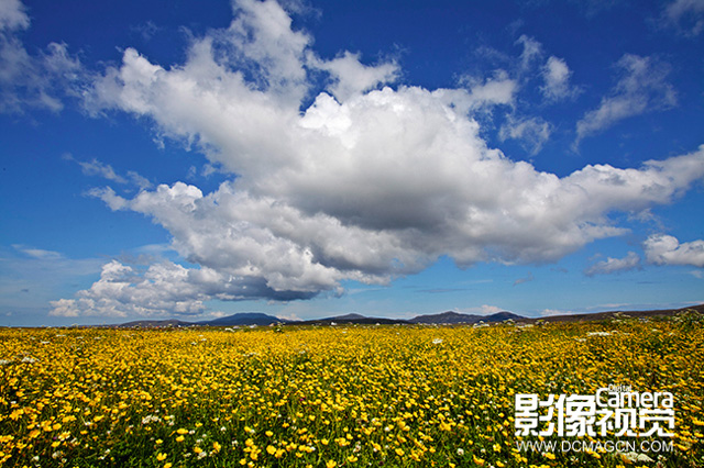 拍摄花卉的实用方法3