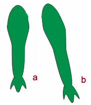 CorelDRAW绘简笔卡通动物：青蛙3