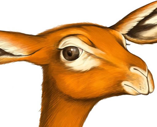 Painter临摹手绘可爱小鹿9