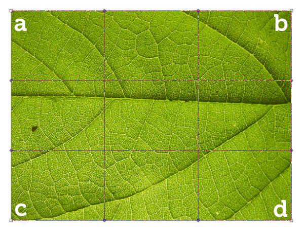 PhotoShop变形工具制作立体树叶子教程3