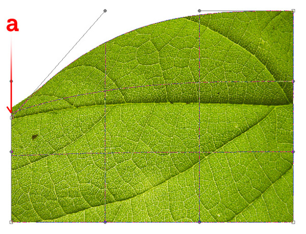 PhotoShop变形工具制作立体树叶子教程4
