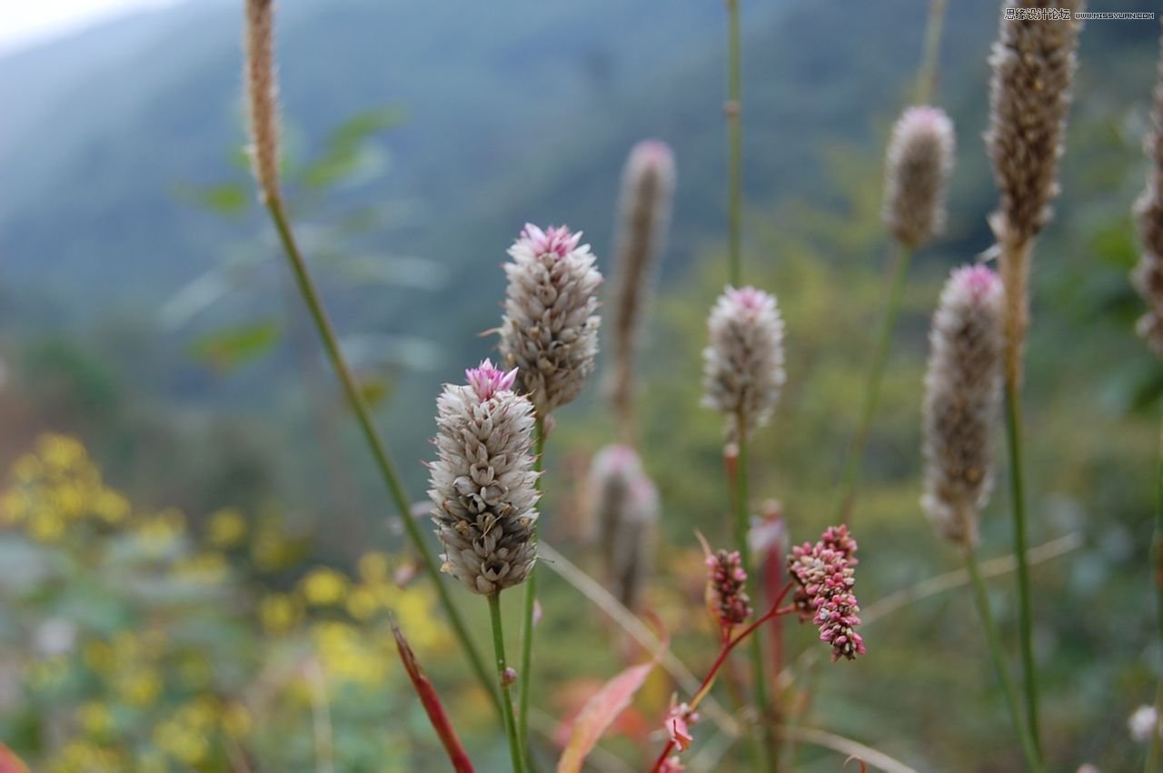 Photoshop调出蒲草植物小清新日系效果2