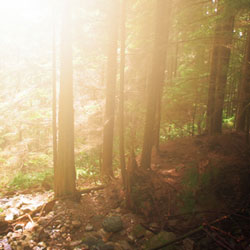 Photoshop打造林间图片柔和的阳光效果6