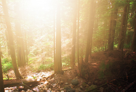 Photoshop打造林间图片柔和的阳光效果3